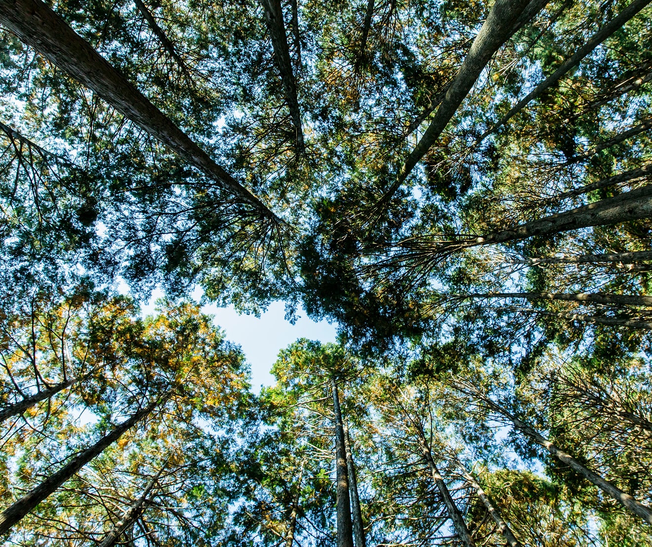 かつら材木についての画像